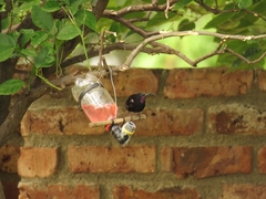 Chalcomitra amethystina amethystina