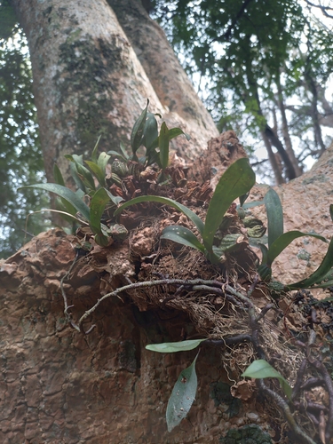 Gomesa bifolia, photograph 4