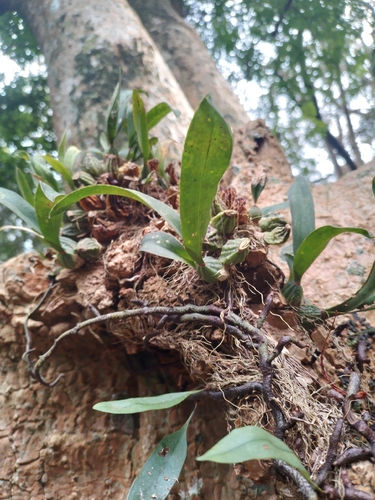 Gomesa bifolia, photograph 5