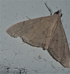 Hyalobathra crenulata