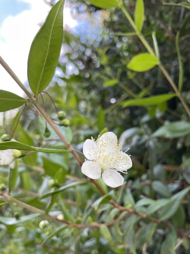 myrtle