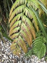 Woodwardia prolifera