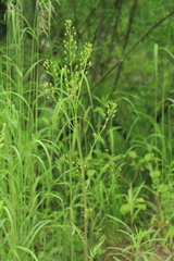 Rorippa barbareifolia