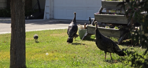 Narragansett Turkey