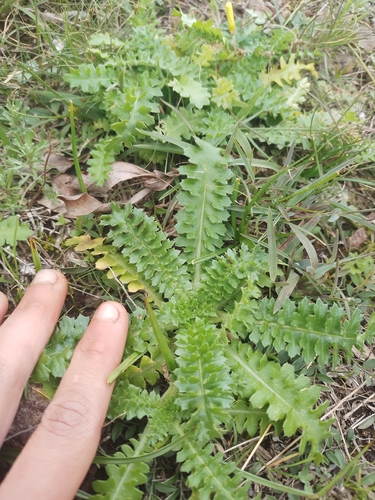 Perezia multiflora, photograph 2