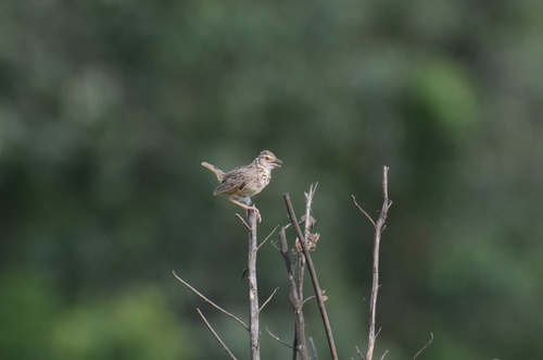 Indochinese Bushlark