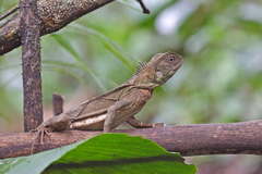 Enyalioides