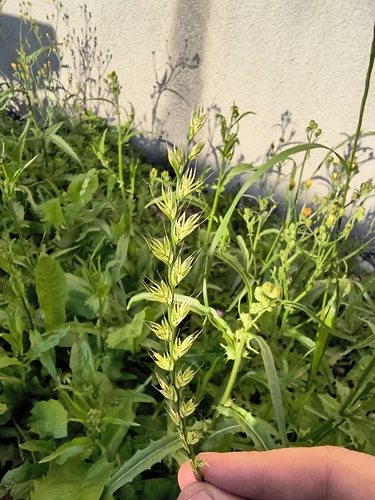 Italian Ryegrass