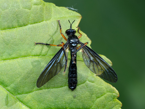 Dioctria oelandica nuotrauka