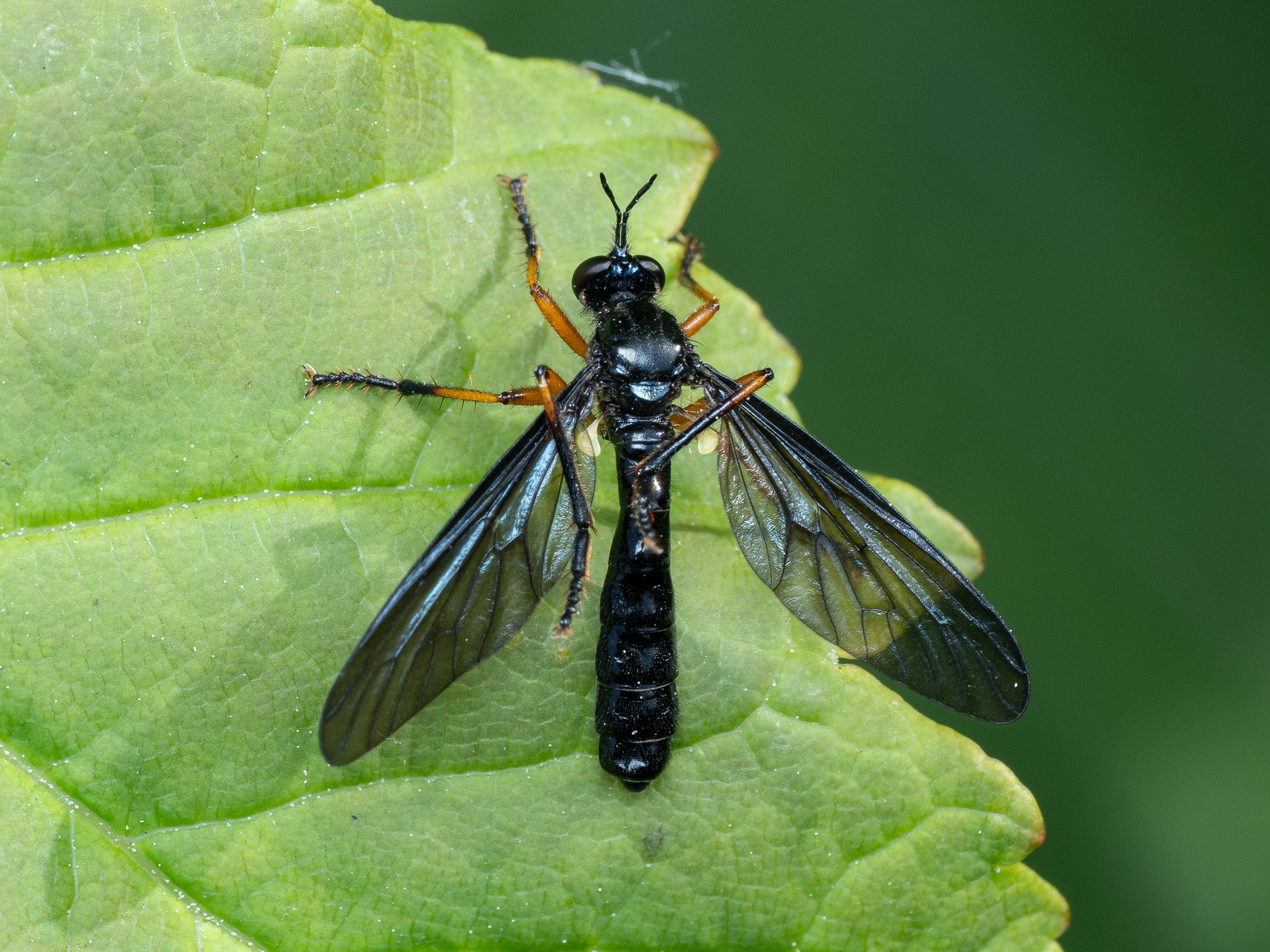Dioctria oelandica