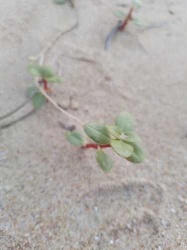 Blutaparon portulacoides