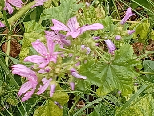 Common Mallow