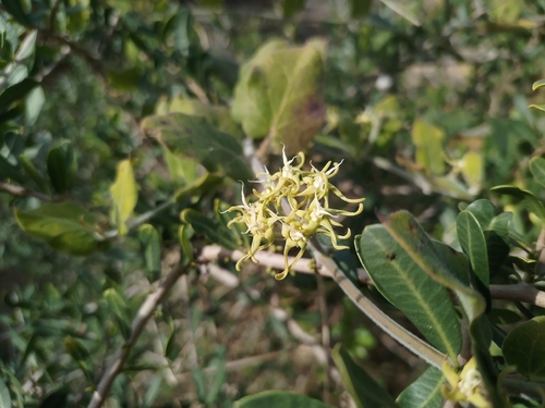 Oxypetalum tomentosum
