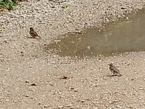House Sparrow