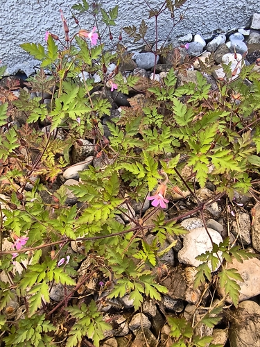 Herb Robert