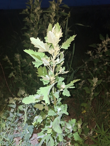 Common Lambsquarters