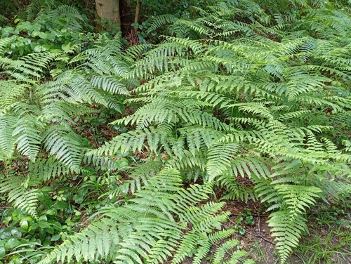 common bracken