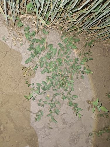 field bindweed