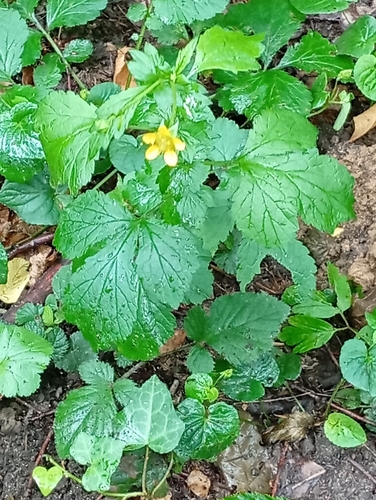Wood Avens
