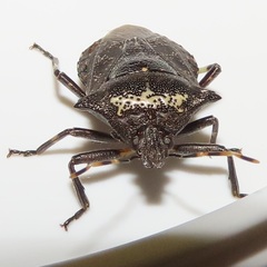 Glypsus conspicuus