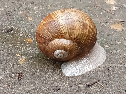 Roman Snail
