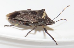 Glypsus conspicuus