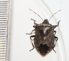 Glypsus conspicuus