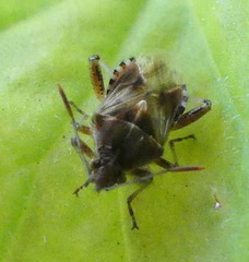 Stictopleurus scutellaris