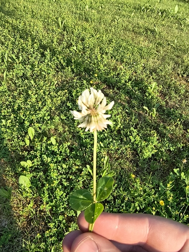 white clover
