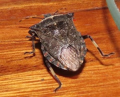 Glypsus conspicuus