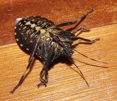 Glypsus conspicuus