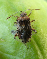 Stictopleurus scutellaris