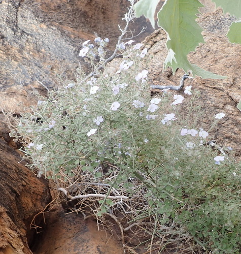 Image of Jamesbrittenia ramosissima by (c) Nicola van Berkel, some rights reserved (CC BY-SA)