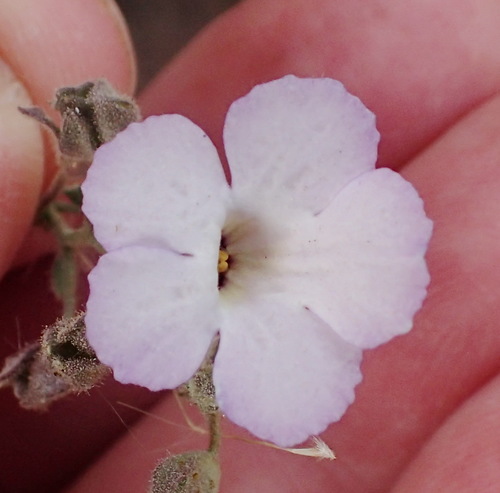Image of Jamesbrittenia ramosissima by (c) Nicola van Berkel, some rights reserved (CC BY-SA)