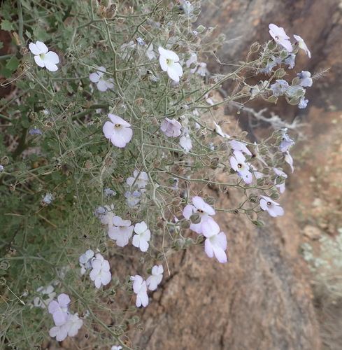 Image of Jamesbrittenia ramosissima by (c) Nicola van Berkel, some rights reserved (CC BY-SA)
