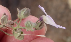 Jamesbrittenia ramosissima