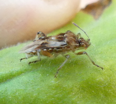 Stictopleurus scutellaris