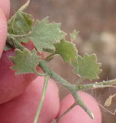 Jamesbrittenia ramosissima