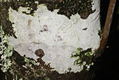 Lepra novaezelandiae