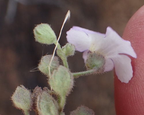 Image of Jamesbrittenia ramosissima by (c) Nicola van Berkel, some rights reserved (CC BY-SA)