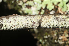 Pertusaria pertractata