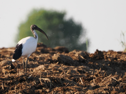 iNaturalist: (c) nibbio12, some rights reserved (CC BY-NC) iNaturalist image