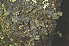 Pseudocyphellaria neglecta