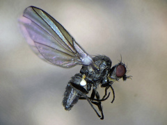 Chromatomyia milii