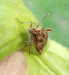 Stictopleurus scutellaris