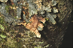 Pseudocyphellaria neglecta