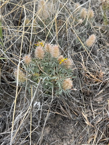 Wright's prairie clover