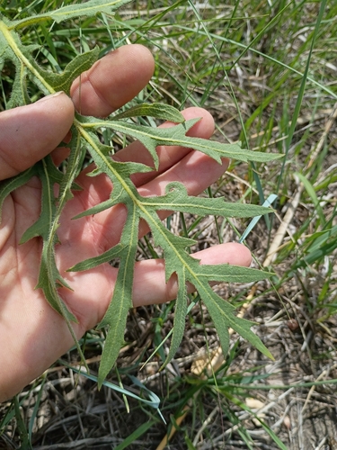 compass plant