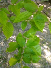 Carpinus betulus