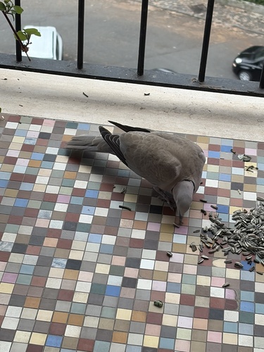 Eurasian Collared-Dove
